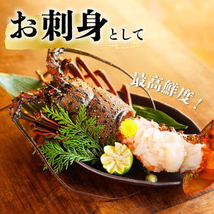 季節限定　箱詰め伊勢海老サイズおまかせ小セット（約１．０㎏） 【4月以降発送】