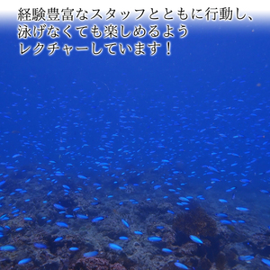 ボート体験ダイビング＋サンセットSUPクルージング（１名様分）　海底少年