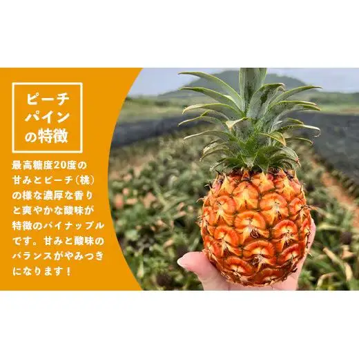 【先行予約】石垣島産パイナップル ピーチパイン3個セットTF-1-1_R8