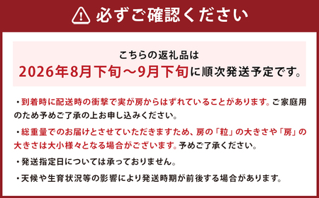 ご家庭用 旬のぶどう食べ比べ 完熟巨峰 シャインマスカット 詰め合わせ 計5パック 約1.5kg 【2026年8月下旬～9月下旬迄発送予定】ぶどう 葡萄 ブドウ 果物 フルーツ