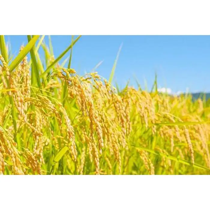 【産地厳選】新潟県産こしいぶき　5kg×2袋