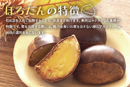 アカツファーム の ぽろたん（ 生栗 ） 特大 3Lサイズ 1kg GA-013