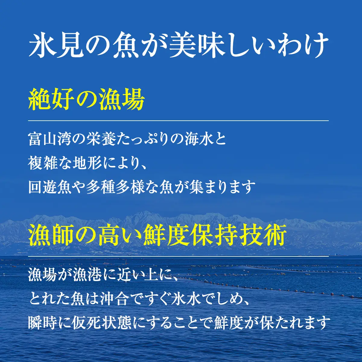 【配送地域限定】 産地直送の朝どれ鮮魚お刺身セット 2〜３人前 平日お届け