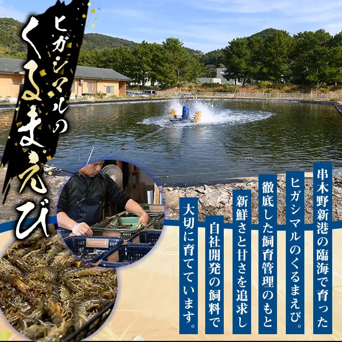 鹿児島県産！冷凍クルマエビ 500g クルマエビを合計20尾！クルマエビ1尾あたり25g　急速冷凍をかけたクルマエビをお届けします	【00-118-01】