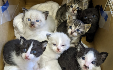 保護猫 活動支援 寄付額100,000円 | 保護猫 支援