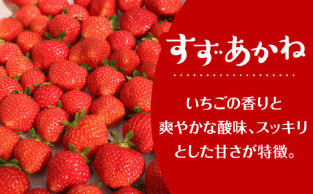 先行予約 26年7月以降発送 夏秋イチゴ すずあかね 計600g  夏いちご 生 苺 四季成り 北海道 [AXBT003]