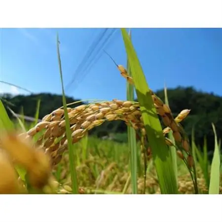 【令和7年産】コシヒカリ　玄米5kg×2袋　計10kg【1443662】