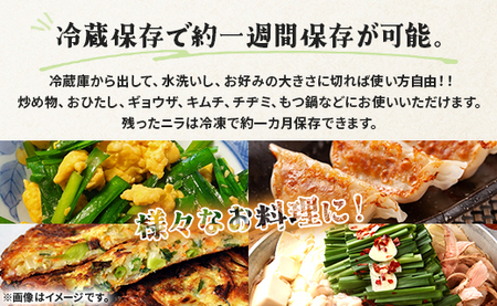 ニラ 2kg 生産量日本一 ニラ on-0011