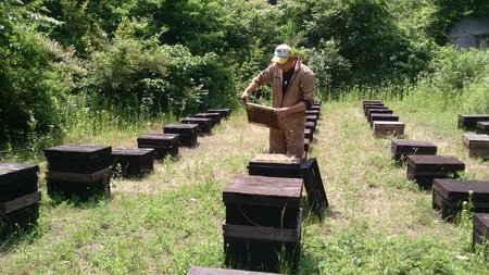 国産ハチミツ1kg　2本セット（013_5003）