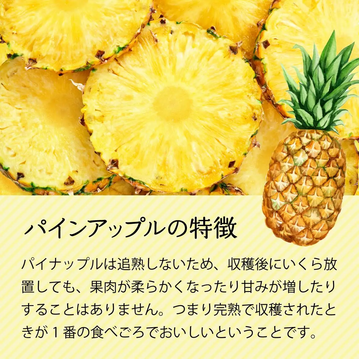 完熟 パインアップル 約3kg 