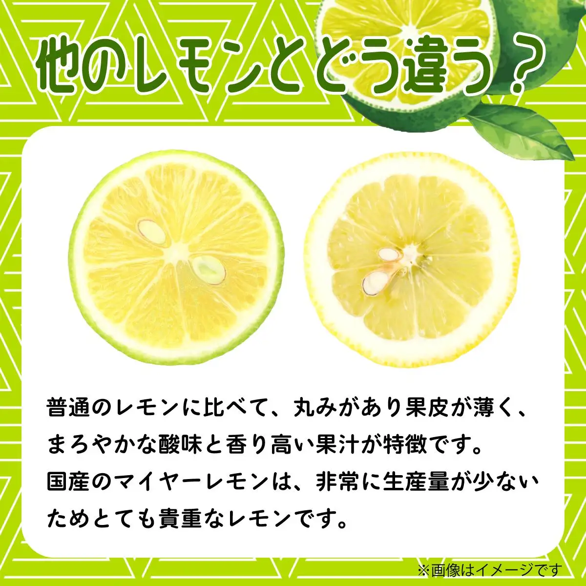 マイヤーレモン （島レモン）約2kg