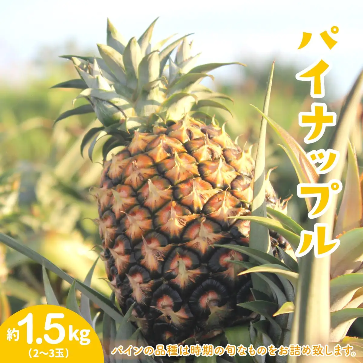 セット パイン 約1.5kg マンゴー 約1kg 