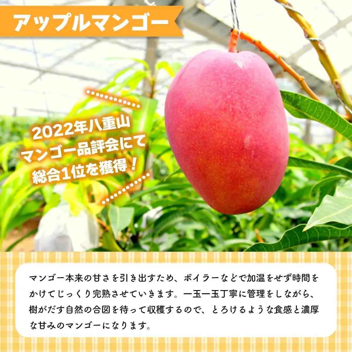 アップルマンゴー 約1kg 