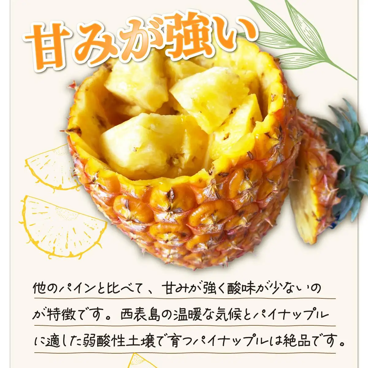 パイン ゴールドバレル 約3kg 