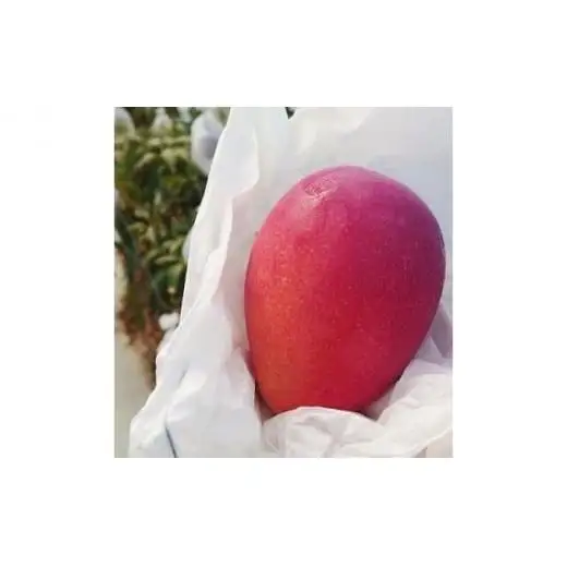 マンゴー 夏小紅 約1kg 