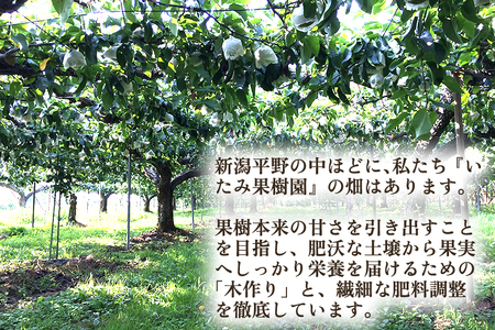 【2026年先行予約】新潟県産 厳選 新興梨 3kg（4〜6玉）《10月下旬以降発送》 和梨 なし ナシ 果物 しんこう フルーツ 加茂市 いたみ果樹