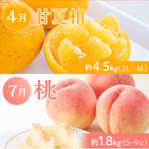 坂出市「旬のフルーツを味わう6回」定期便 【発送月：2月・4月・7月・9月・11月・12月】
