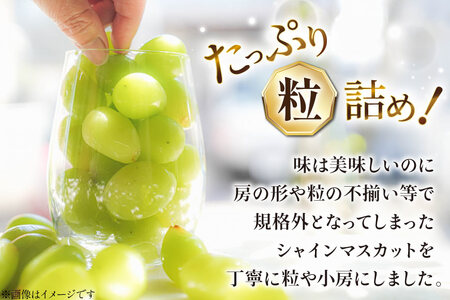 【2026年発送】シャインマスカット 訳あり家庭用 粒 にてお届け 約1kg 山梨県産 冷蔵発送 果物 フルーツ 山梨 ぶどう マスカット ブドウ 葡萄 規格外 期間限定 季節限定 冷蔵 [斎庵 山梨県 韮崎市 20745284]