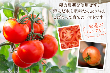 【 訳あり 】志宝トマト 大玉 約 2kg [モアショップヤマモト 石川県 宝達志水町 38601138]