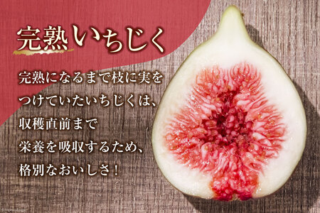 【期間限定発送】 いちじく 生 完熟 約1.2kg (300g×4パック) [モアショップヤマモト 石川県 宝達志水町 38600615]