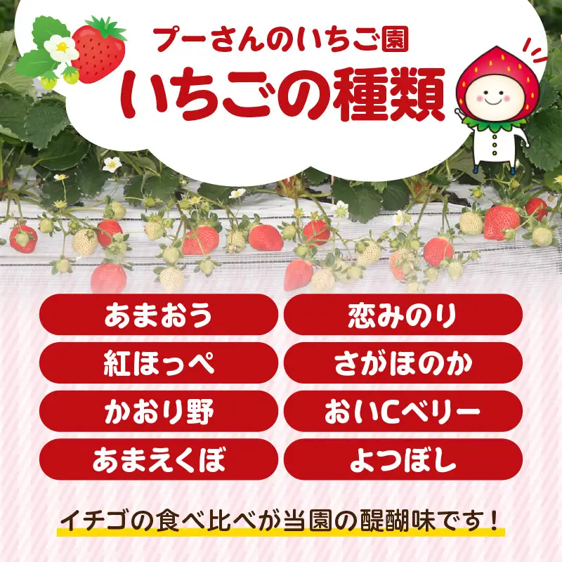 プーさんのいちご園　割引券（3,000円分） 【レターパック】 イチゴ狩り あまおう 恋みのり 紅ほっぺ さがほのか かおり野 おいCベリー あまえくぼ よつぼし 高設栽培 多段式 バリアフリー 車椅子 子供 品種 完熟 摘みたて 新鮮 家族 清潔 福岡県 八女市 090-005