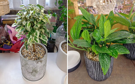 【6回定期便】 おまかせ そのまま飾れる インテリアグリーン / 観葉植物 鉢植え 鉢 植物 花 フラワー 旬 育てやすい 寄せ植え おしゃれ インテリア プランター / 大村市 アトリウム琴花園[ACZZ007]