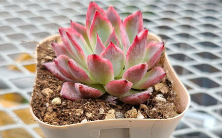 オリジナル鉢付き！かわいい売れ筋多肉植物お届けセットC / 観葉植物 多肉 多肉植物 寄せ植え セット 鉢付き かわいい ミニ 小さい 観葉 インテリア / エコグリーンヒガシ / 大村市[ACAL006]