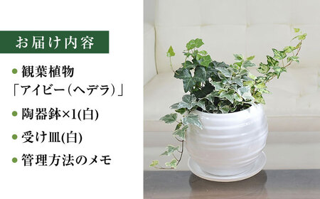 観葉植物アイビー ヘデラ 3種 ボール形  白 観葉植物 [ACYK006]