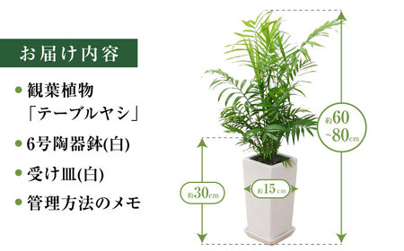 観葉植物チャメドレア 6号 白 観葉植物 [ACYK023]