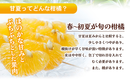 【 小豆島 】 甘夏柑 約10kg 柑橘 あまなつかん 果物 フルーツ 爽やか さっぱり くだもの 国産 香川 香川県 土庄 土庄町 