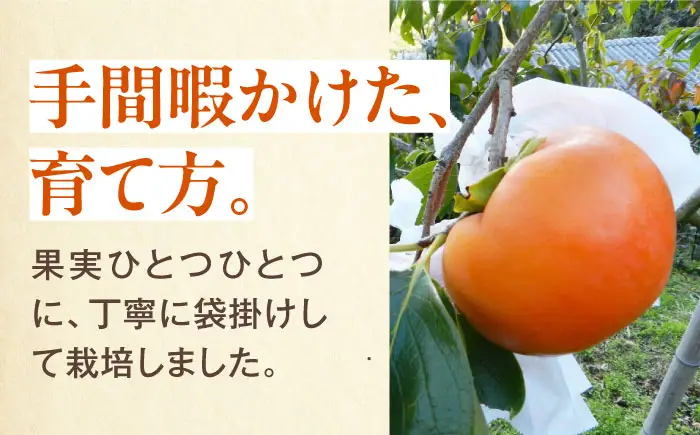 有袋富有柿 2L玉サイズ　約3kg（12玉入り) BKAL001 柿