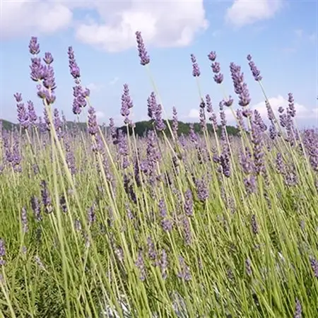 白山麓産ラベンダーの精油と芳香蒸留水_美容 アロマ    美容   _【配送不可地域：離島・沖縄県】【1037362】
