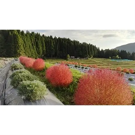 白山ゲビンデ　-棚田のラベンダー便り-_雑貨     美容 アロマ  _【配送不可地域：沖縄県】【1070730】