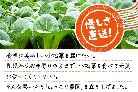山形県白鷹町産 とれたて小松菜（5kg）個数限定 国産 旬 野菜 やさい こまつな