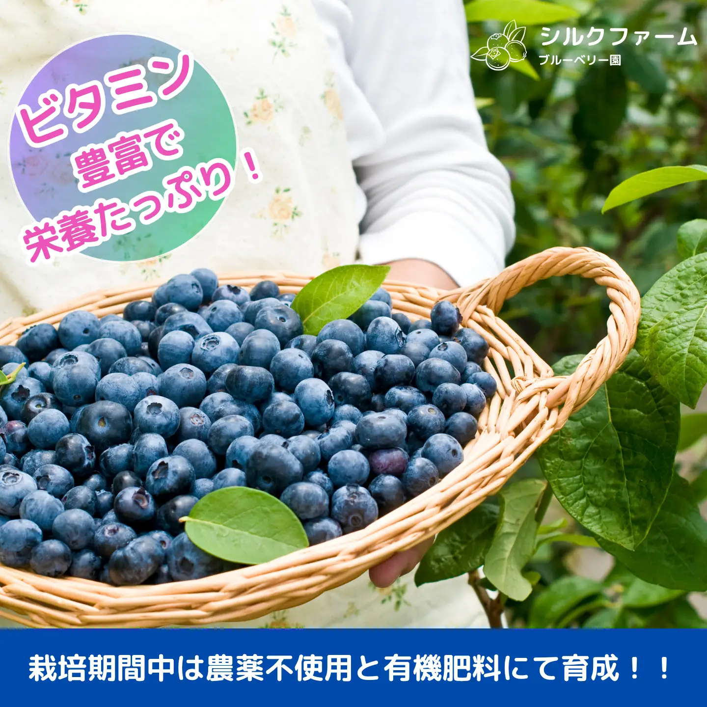シルクファーム産　【訳あり】冷凍ブルーベリー1500g（500g×3パック）