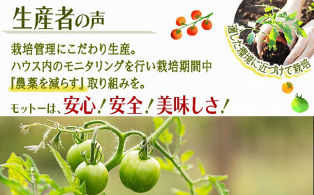 【訳あり】ミニトマト 3kg / 訳あり 訳アリ ミニトマト プチトマト トマト とまと 野菜 やさい / 諫早市 / 原農園 [AHCZ001]