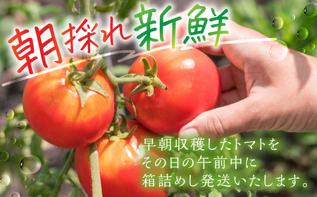 【先行予約】大玉トマト 3kg / トマト 池田農園