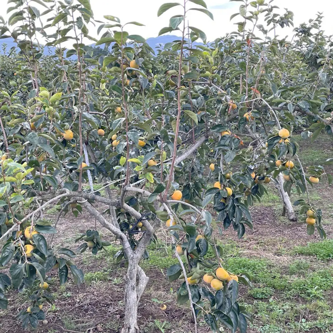 太豊柿  12～14玉 (茨城県共通返礼品 石岡市) 果物 くだもの フルーツ 柿 かき 2026年11月上旬以降発送 [DC011sa]