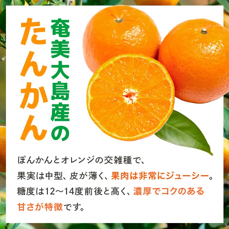 【 2027年 先行予約 】《 奄美大島産 》 おいしい 完熟 たんかん 光センサー選別 5kg A145-002 期間 数量 限定 柑橘 みかん 果物 フルーツ 旬 甘い 光センサー サイズ おまかせ 奄美大島 ピーラー付き フラスコ ふるさと納税 鹿児島 奄美市 おすすめ ランキング プレゼント ギフト
