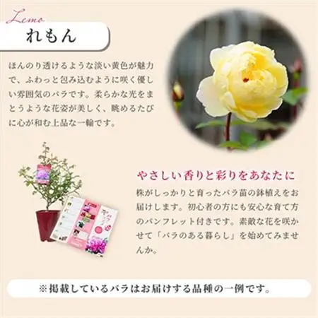 京阪園芸 バラ 鉢植え (未開花) 2鉢セット_花・観葉植物  花 _【1351042】
