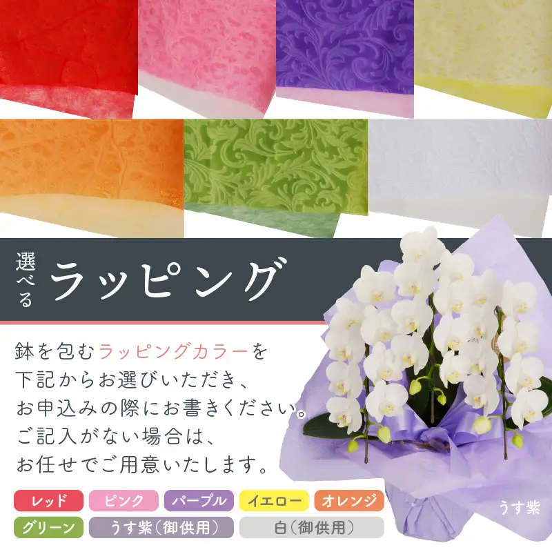 胡蝶蘭 イエロー中輪ザルツマン3本立 27輪【008C-005】