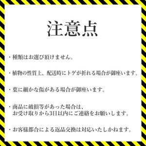 アガベ パリートルンカータ 3.5号黒鉢 【特選メリクロン苗】 四国ガーデン 人気 多肉植物 インテリア 観葉植物 グリーン リラックス 初心者でも育てやすい 伊予市｜B184