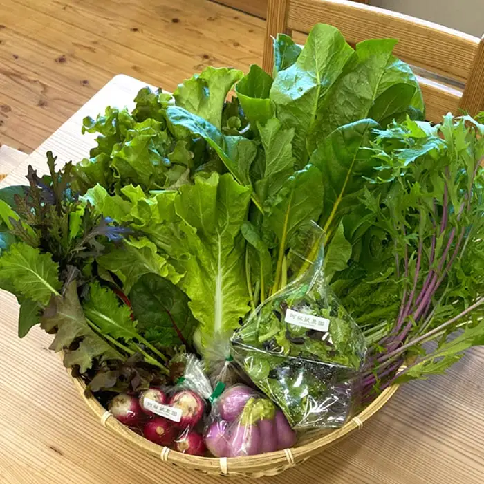 【定期便 全12回】サラダ野菜セット～3～5品種を毎月お届け～
