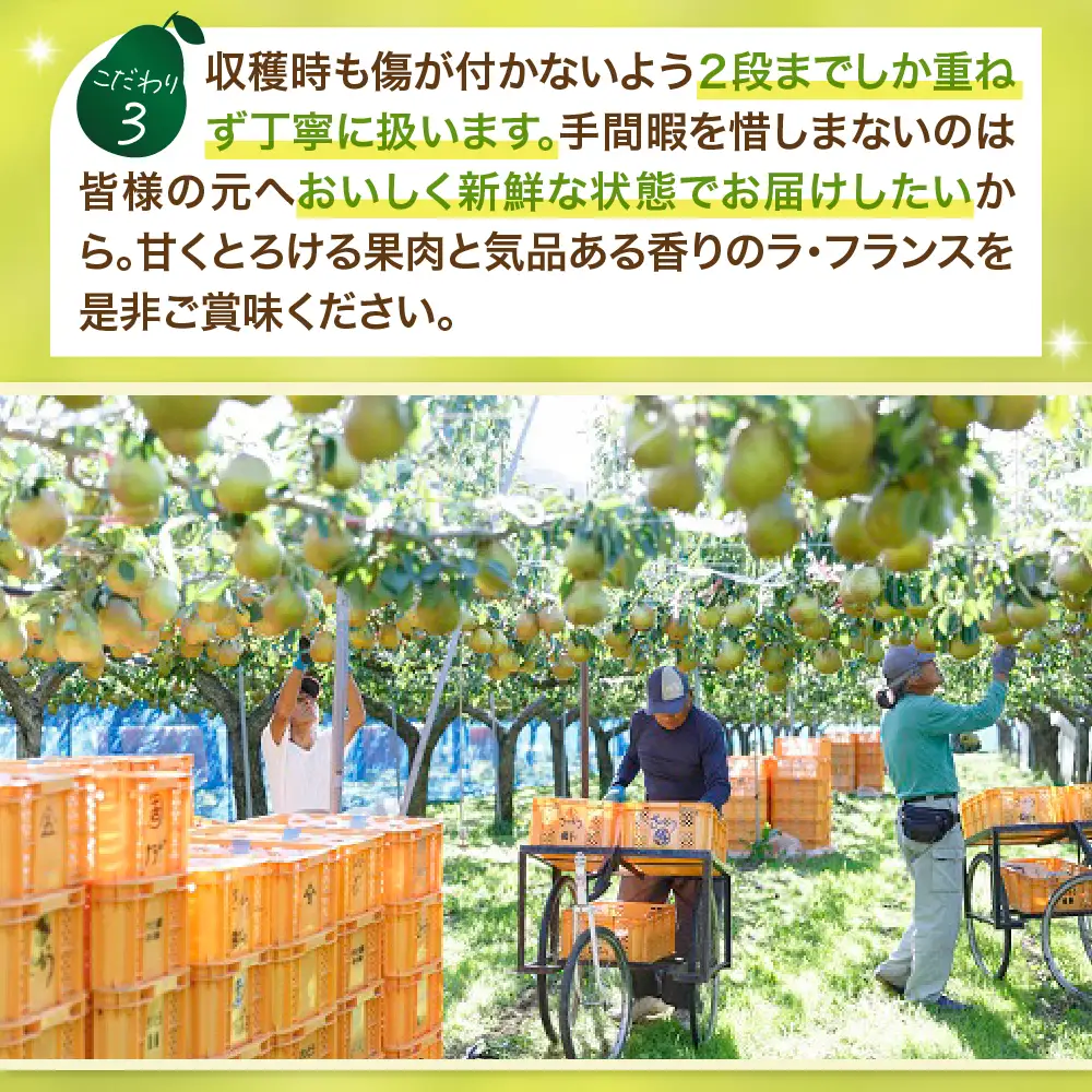 西洋梨（ラ・フランス）３ｋｇ　大玉　特秀品　贈答用　0055-2610