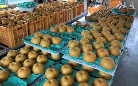 加藤梨園の美味しい梨　約5kg　幸水・豊水・あきづき　【11246-0354】