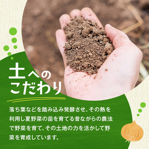 ＜先行予約受付中！2026年6月上旬より順次発送予定＞旬の有機野菜セットB(10～12品)やさい 詰合せ 詰め合わせ 季節 おまかせ お楽しみ【114500201】【さとう有機農園】