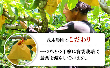 【2026年8月〜発送】【口いっぱいのみずみずしさ！】豊水梨 約5kg 梨専門 八木農園 / 梨 なし ナシ / 南島原市 / 贅沢宝庫 [SDZ033]