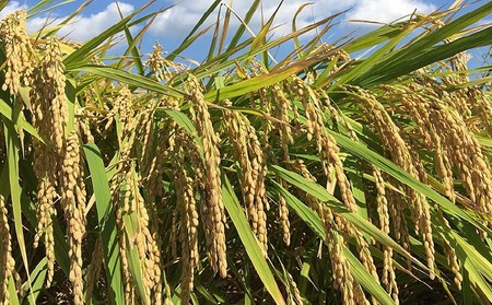 令和７年産・玄米『みどり豊』10kg　10月中旬頃から発送
