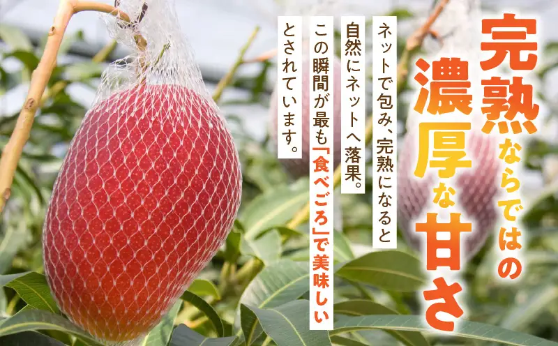 JAみやざき宮崎中央地区本部管内産 宮崎県産 冷凍マンゴー 約270g_b0692_ja
