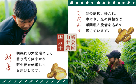 早期受付 期間限定 みずみずしさがたまらない 新生姜 約3kg【2026年5月下旬～9月上旬配送】高知県 高知 四万十市 四万十 しまんと 農作物 特産 しょうが 生姜 ショウガ 野菜 旬 新鮮 国産 先行 予約 ジンジャー 25-817